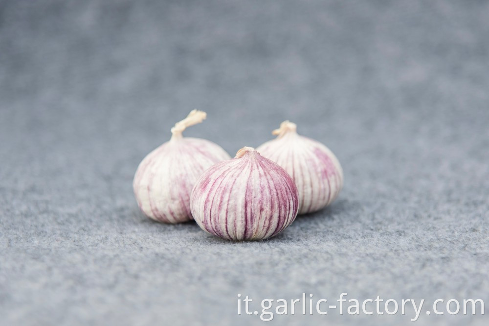 High quality fresh single clove garlic